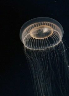 Акваріум з медузами (12 фото): зміст прісноводних акваріумних медуз будинку. Якими бувають медузи для акваріума?