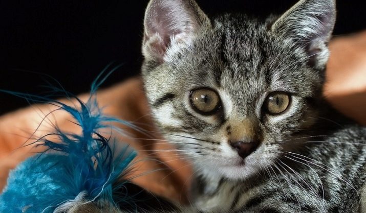 Американська жесткошерстная кішка (20 фото): чим унікальний американський жесткошерстний кіт? Опис породи рудих кішок з малюнком на спині