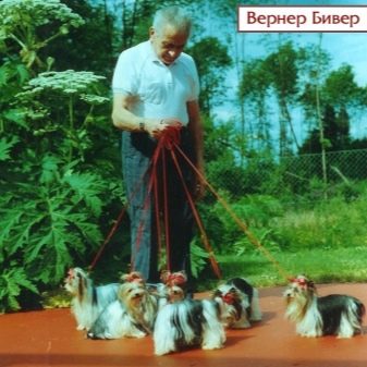 Білий йоркширський тер’єр (19 фото): опис собак породи йорк білого забарвлення. Особливості змісту