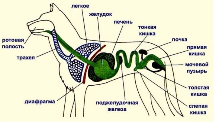 чи Можна давати собакам хліб? 13 фото Яким хлібом краще годувати собаку: чорним чи білим? Можна собакам їсти сухарі?