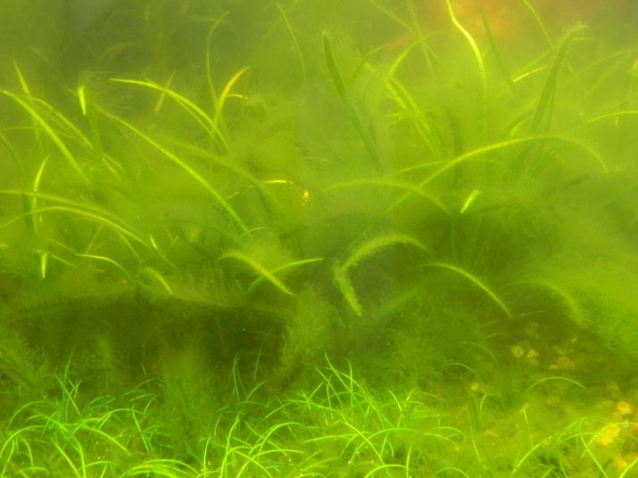 Чому в акваріумі цвіте вода? 12 фото Що робити, якщо вода зацвіла? Як швидко це виправити?