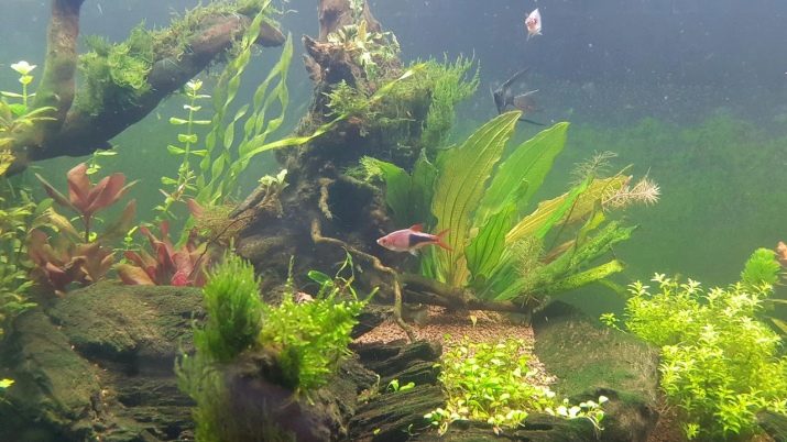 Чому в акваріумі цвіте вода? 12 фото Що робити, якщо вода зацвіла? Як швидко це виправити?