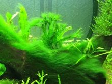 Чому в акваріумі цвіте вода? 12 фото Що робити, якщо вода зацвіла? Як швидко це виправити?