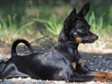 Чорні російські той-тер’єри (17 фото): опис собак чорного з підпалом забарвлення, утримання дорослих собак-хлопчиків і дівчаток