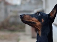 Чорний доберман (21 фото): як виглядає повністю чорний пінчер без підпалин? Особливості чорно-підпалого забарвлення