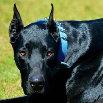 Чорний доберман (21 фото): як виглядає повністю чорний пінчер без підпалин? Особливості чорно-підпалого забарвлення