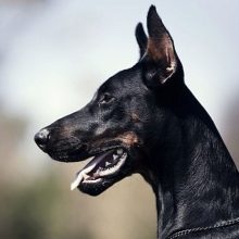 Чорний доберман (21 фото): як виглядає повністю чорний пінчер без підпалин? Особливості чорно-підпалого забарвлення