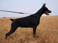 Чорний доберман (21 фото): як виглядає повністю чорний пінчер без підпалин? Особливості чорно-підпалого забарвлення