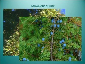 Дерев’яна посуд своїми руками: виготовлення та обробка посуду з дерева. Як покрити посуд харчовим лаком? Як робили посуд для їжі на Русі?
