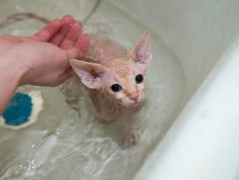 Двэльф (23 фото): опис кішок і котів породи двэльф, особливості їх характеру. Зміст кошеня