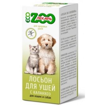 Двэльф (23 фото): опис кішок і котів породи двэльф, особливості їх характеру. Зміст кошеня