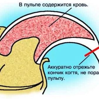 Двэльф (23 фото): опис кішок і котів породи двэльф, особливості їх характеру. Зміст кошеня