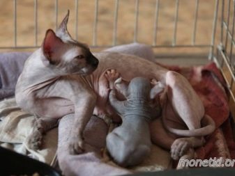 Двэльф (23 фото): опис кішок і котів породи двэльф, особливості їх характеру. Зміст кошеня