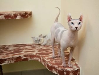 Двэльф (23 фото): опис кішок і котів породи двэльф, особливості їх характеру. Зміст кошеня