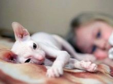 Двэльф (23 фото): опис кішок і котів породи двэльф, особливості їх характеру. Зміст кошеня