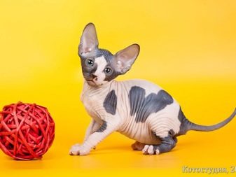 Двэльф (23 фото): опис кішок і котів породи двэльф, особливості їх характеру. Зміст кошеня