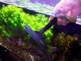 Фосфати в акваріумі (15 фото): як знизити або підвищити рівень фосфатів? Як підняти або знизити вміст фосфатів в акваріумі-травник? Норма змісту і тест на кількість