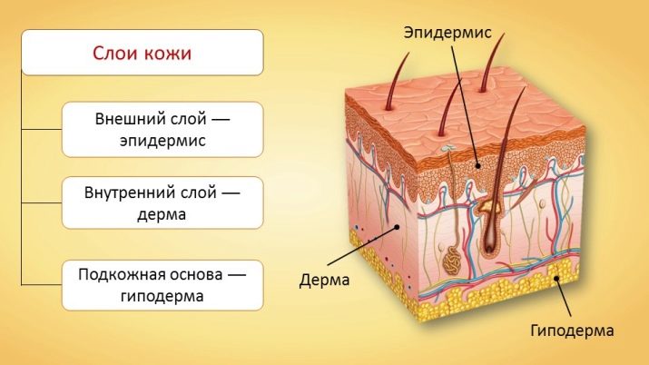 Гіалуронова кислота для волосся: користь і шкода гиалуронки для відновлення волосся в домашніх умовах, правила застосування та відгуки