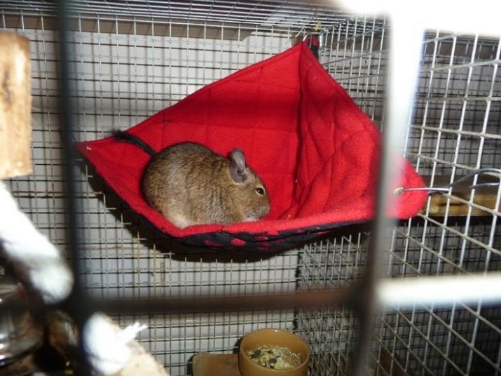 Гамак для шиншили (22 фото): як зробити гарний і зручний гамак? Як його вибрати?