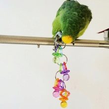 Іграшки для папуг (22 фото): які іграшки люблять великі і маленькі папуги? Вибір фуражних іграшок у клітину