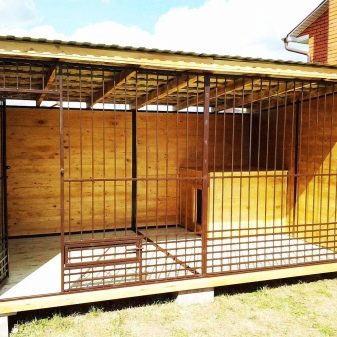 Грецька вівчарка (13 фото): опис породи. Особливості утримання і розведення собак