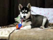 Хаскі цуценя віком 3 місяці (16 фото): як виглядає і скільки повинен важити тримісячне щеня? Як правильно утримувати хлопчиків і дівчаток хаскі взимку і влітку? Як відучити кусатися?