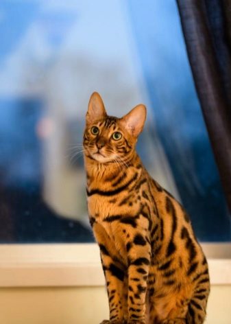 Корм для бенгальських кошенят і кішок: сухі корми преміум-класу та інші варіанти кормів, якими можна годувати котів-бенгалов. Як вибрати кращий?