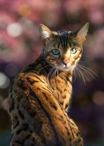 Корм для бенгальських кошенят і кішок: сухі корми преміум-класу та інші варіанти кормів, якими можна годувати котів-бенгалов. Як вибрати кращий?