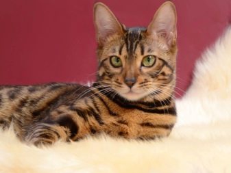 Корм для бенгальських кошенят і кішок: сухі корми преміум-класу та інші варіанти кормів, якими можна годувати котів-бенгалов. Як вибрати кращий?
