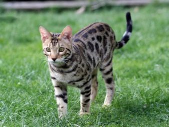 Корм для бенгальських кошенят і кішок: сухі корми преміум-класу та інші варіанти кормів, якими можна годувати котів-бенгалов. Як вибрати кращий?