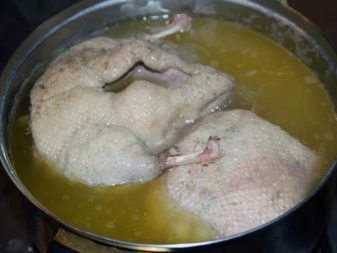 Корм для кошенят віком до року: як вибрати хороший сухий і м’який корм? Як правильно годувати кошенят?