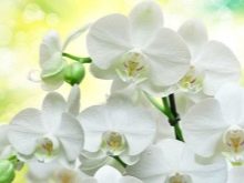 Кухні з фотодруком (54 фото): кухонні гарнітури з фотодруком на фасадах, «Орхідея» і «Кава», «Метелики» та інші малюнки