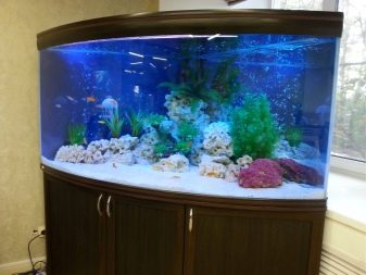Кутові акваріуми (24 фото): особливості оформлення, варіанти дизайну моделей з тумбами і інших, високі і панорамні акваріуми в інтер’єрі