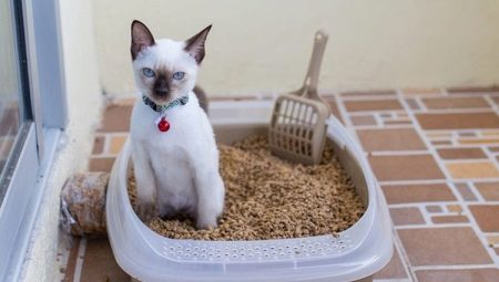 Лоток з гратами для кішок (12 фото): як правильно користуватися котячим туалетом? Як наповнювати великий лоток? Як привчити до нього кота?