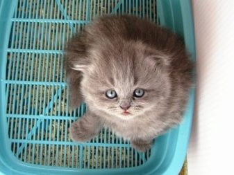 Лоток з гратами для кішок (12 фото): як правильно користуватися котячим туалетом? Як наповнювати великий лоток? Як привчити до нього кота?