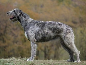 Німецькі назвиська для собак: красиві і кумедні імена для хлопчиків і дівчаток