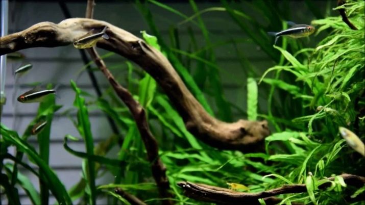 неон Чорний (9 фото): особливості утримання і розведення акваріумної рибки