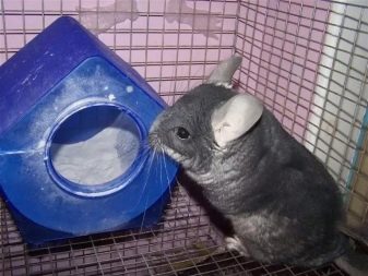 Пісок для шиншил: який краще для купання: вулканічний або кварцовий? Як часто вона миється в піску, коли його потрібно міняти і навіщо у складі тальк?