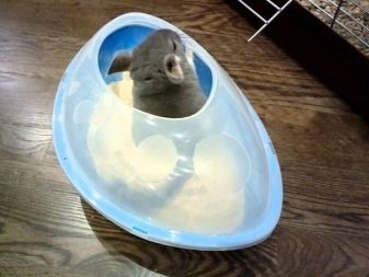 Пісок для шиншил: який краще для купання: вулканічний або кварцовий? Як часто вона миється в піску, коли його потрібно міняти і навіщо у складі тальк?