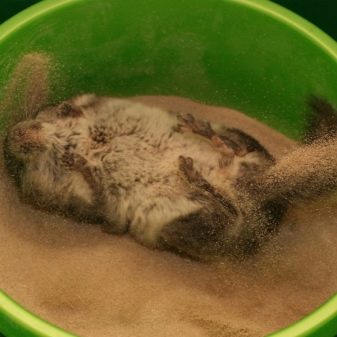 Пісок для шиншил: який краще для купання: вулканічний або кварцовий? Як часто вона миється в піску, коли його потрібно міняти і навіщо у складі тальк?