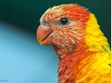 Папуга лорі (23 фото): види папуг лориевых, особливості їх змісту