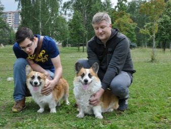 Плюси і мінуси породи коргі: опис та характеристика собак. Достоїнства і недоліки вельш-коргі. Відгуки власників