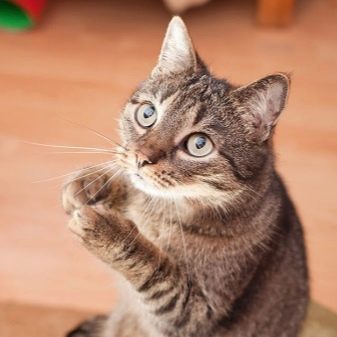 Подарунок коту: що подарувати кішці на Новий рік і день народження?