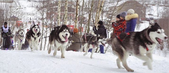 Помісь хаскі і маламута (17 фото): як виглядає маламут, схрещений з хаскі? Характеристики метисів