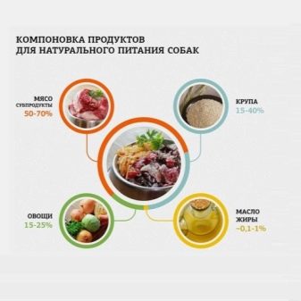 Помісь хаскі і маламута (17 фото): як виглядає маламут, схрещений з хаскі? Характеристики метисів