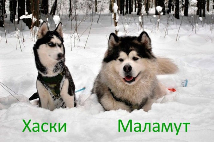 Помісь хаскі і маламута (17 фото): як виглядає маламут, схрещений з хаскі? Характеристики метисів