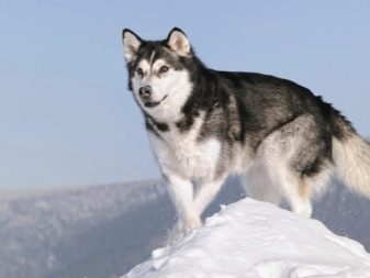 Помісь хаскі і маламута (17 фото): як виглядає маламут, схрещений з хаскі? Характеристики метисів