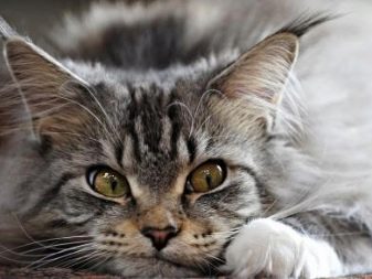 Психологія кішок: потрібно приділяти увагу котам? Особливості котячого поведінки. Як піклуватися про тварин?