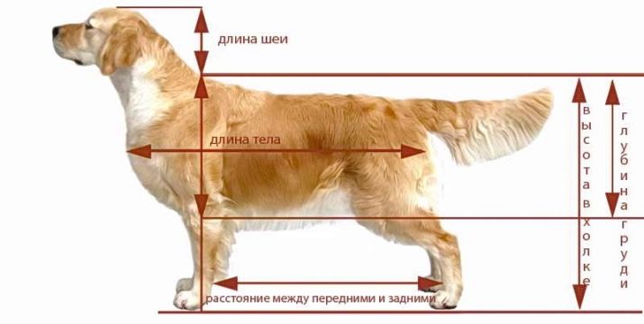 Розміри лабрадорів (19 фото): стандарт породи. Зростання дорослих собак та цуценят в холці та інші параметри