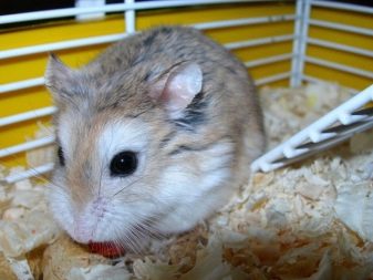 Сибірські хом’яки (21 фото): скільки живуть сибірські хом’ячки? Правила догляду за ними. Їх розміри та характер